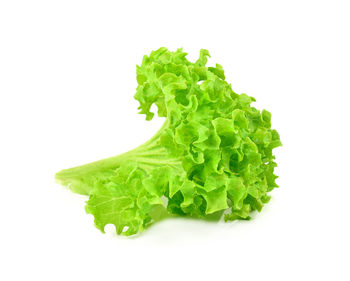 Close-up of green leaf against white background