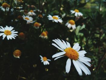 Close-up of fresh white flowers blooming in park