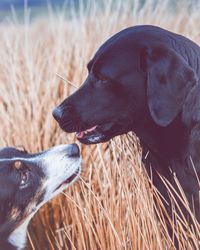 Close-up of a dog