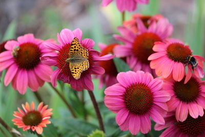 Close-up of pink flowering plants in park