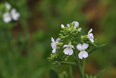 Close-up of white flowering plant