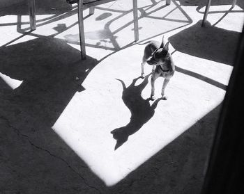 High angle view of dog on shadow