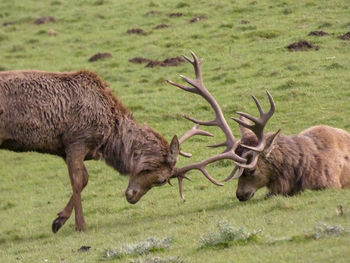 Side view of stags rutting on grassland