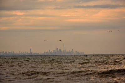 Birds flying over sea in city