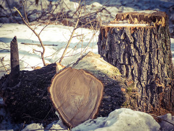 Close-up of wood in forest during winter