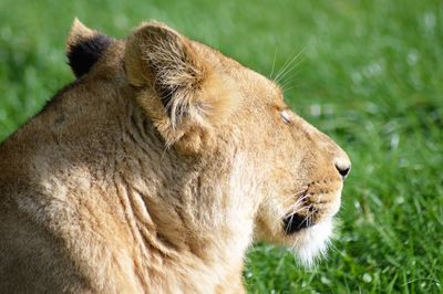 Close-up of lion