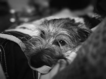 Close-up of dog with hand