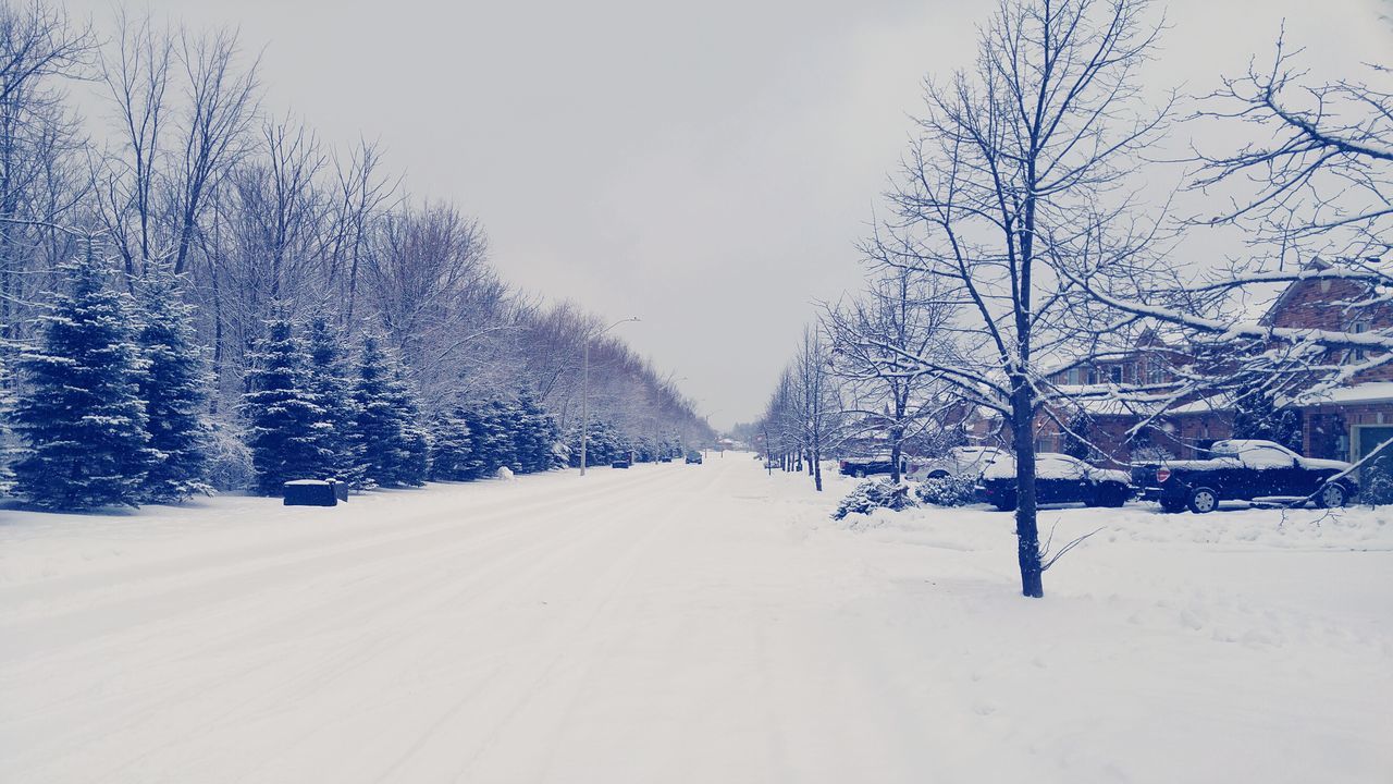 snow, winter, cold temperature, season, weather, covering, bare tree, tree, white color, frozen, covered, nature, snow covered, tranquility, landscape, tranquil scene, field, beauty in nature, white, clear sky