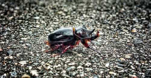 Close-up of lizard on white surface