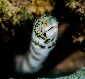 Close-up of fish swimming in sea