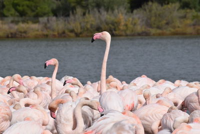 View of birds on lake