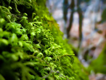 Close-up of fresh green plant