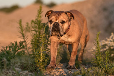 Portrait of dog on field