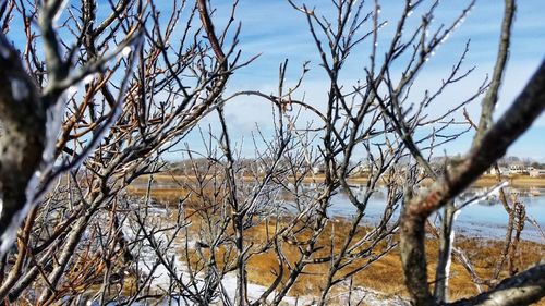 Close-up of bare tree against sky