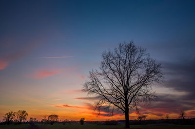 Large oak tree without leaves and colorful clouds after sunset on a blue sky