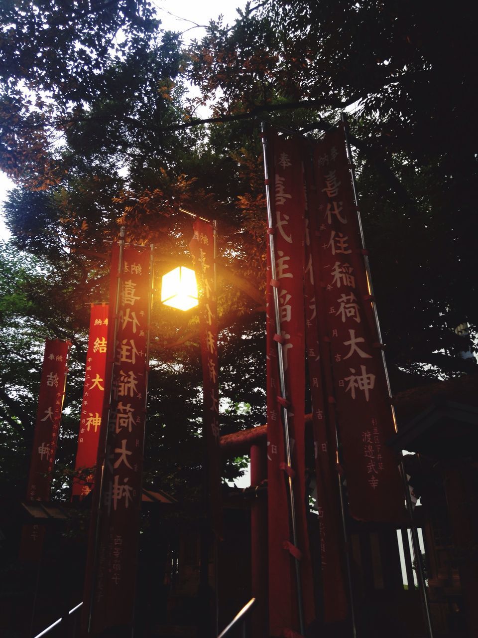 low angle view, built structure, tree, architecture, building exterior, sunlight, illuminated, night, window, red, outdoors, no people, house, building, sky, growth, lens flare, hanging, sunbeam