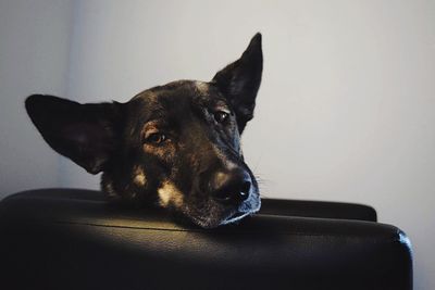 Close-up of black dog sitting