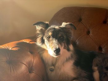 Dog lying on brown leather arm of sofa lit by sunlight from left 