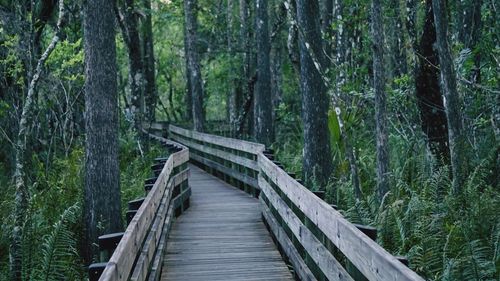 Footbridge over lake in forest