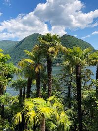 Scenic view of palm trees against sky