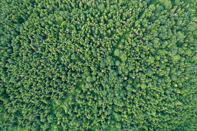 Full frame shot of plants