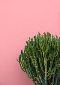 Cactus on pink wall tropical background. aesthetic plant. 