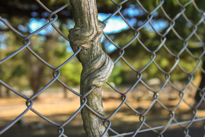 Close-up of tree amidst chainlink fence