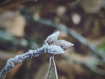 Close-up of frozen plant