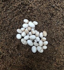 High angle view of shells on sand