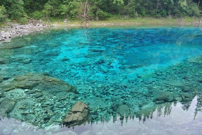 High angle view of trees in water