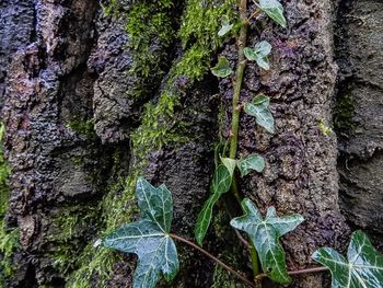 Trees growing in forest