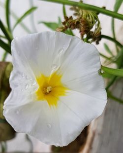 Close-up of white flower blooming outdoors