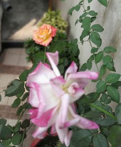 Close-up of pink roses