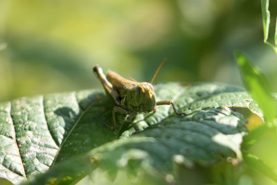 Close-up of insect on leaf