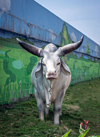 Cow standing in a field