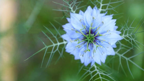 Close-up of purple flowering plant