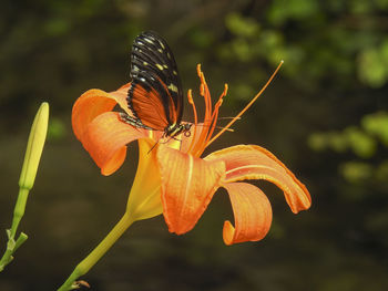 Close-up of orange butterfly perching on plant