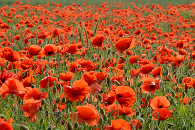 Close-up of yellow flowering plants on field