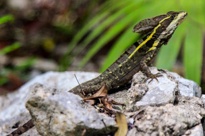 Close-up of lizard on rock