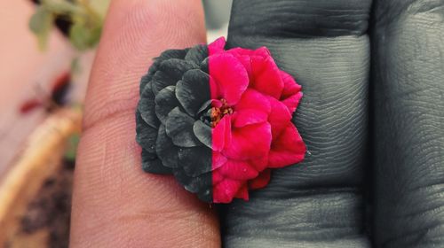 Close-up of hand holding rose bouquet