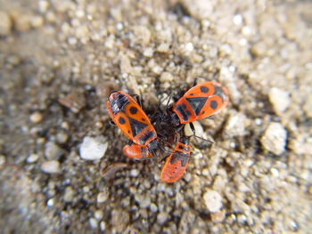 Close-up of butterfly on rock