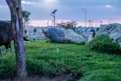 Pigeons perching on a field