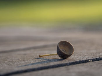 Close-up of acorn handle on table