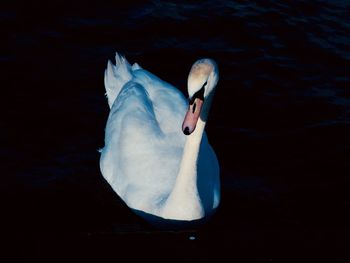 High angle view of swan in lake