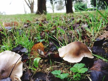 Close-up of mushroom on field