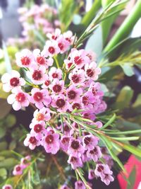 Close-up of pink flowers