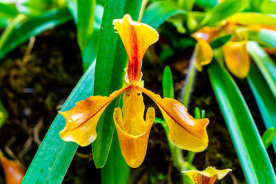 Close-up of yellow flowering plant