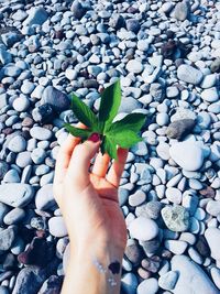Plant growing on pebbles