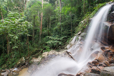 Scenic view of waterfall in forest