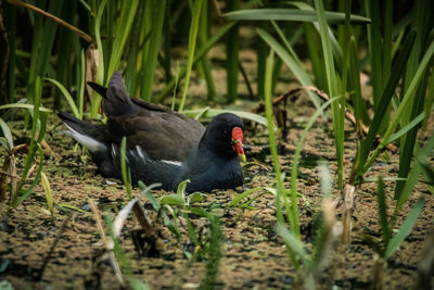 Black bird in a field